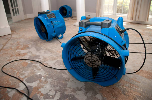 Best Professional water damage repair  in Greens Farms, CT